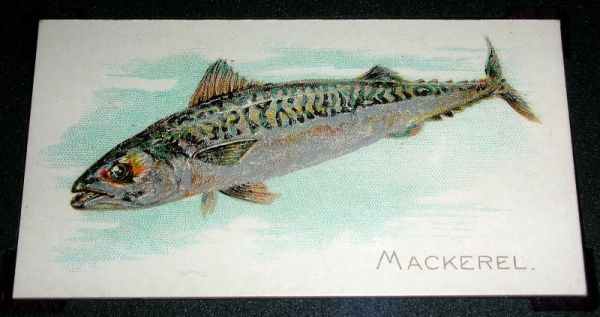 19 Mackerel
